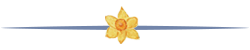 daffodil divider